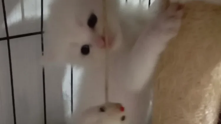 Usia Tepat Anak Kucing Mulai Makan