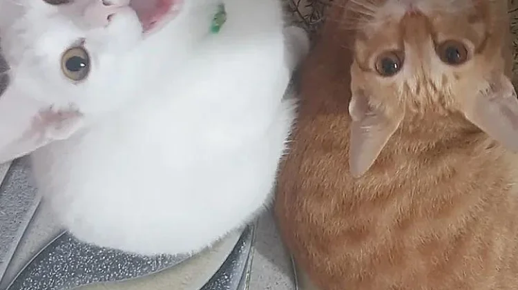 Induk Kucing Menyusui Mudah Lapar, Wajarkah?