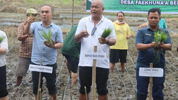 Bupati Nias Utara Tanam Padi Bersama Petani di Faekhuna’a, Dorong Ketahanan Pangan