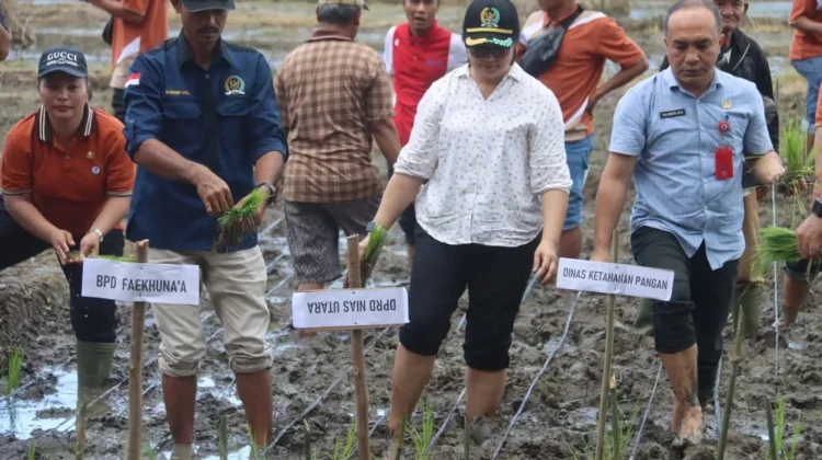 Ketahanan Pangan BUMDes Faomasi Jalan Berkat Dukungan Bupati