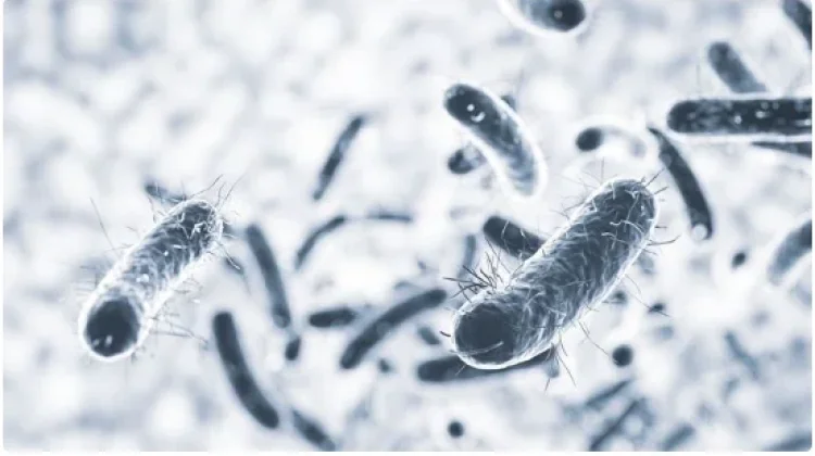 Bakteri Helicobacter Pylori, Salah Satu Penyebab Sakit Maag