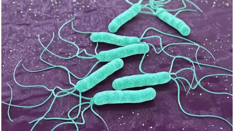 Bakteri Helicobacter Pylori, Salah Satu Penyebab Sakit Maag