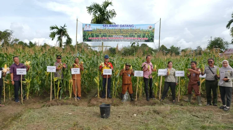 Wabup Nias Utara Hadiri Panen Raya Jagung Manis BUMDes Howu-Howu Desa Lawira Satua