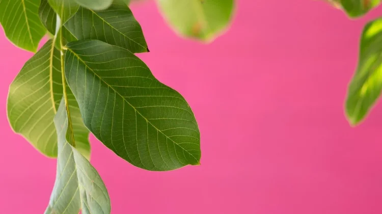 Manfaat Daun Jambu untuk Kesehatan yang Perlu Diketahui
