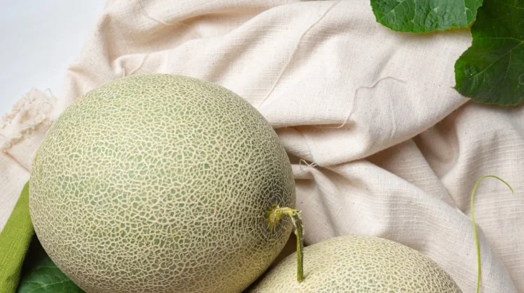 Tips Memilih Buah Melon Kualitas Baik
