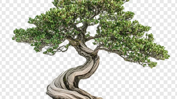 Mengapa Tanaman Bonsai di Jual Mahal?