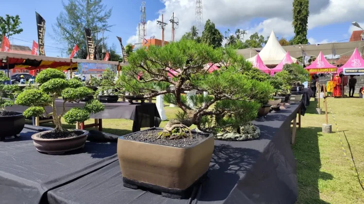Merawat Bonsai, Seni Kesabaran di tengah Kesibukan