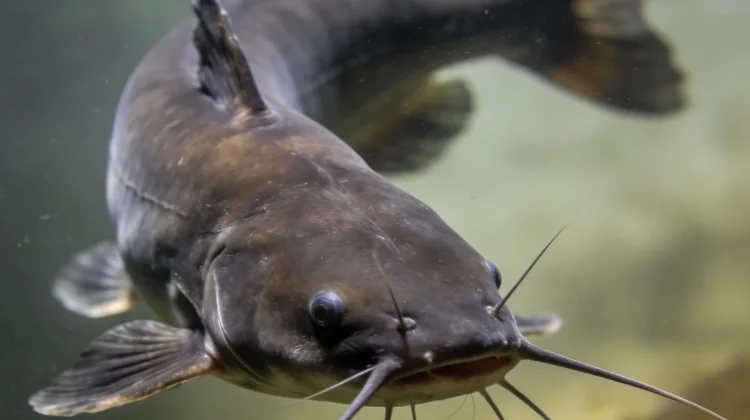 Ikan Lele Baik Dikonsumsi Anak-Anak? Ini Penjelasannya