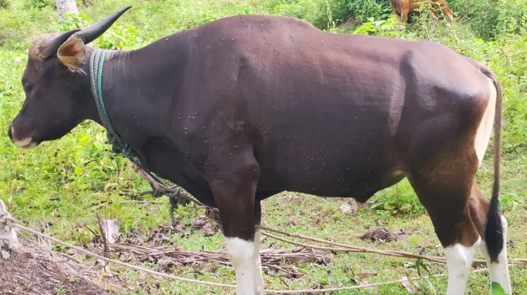 Pemeriksaan Hewan Qurban Diintensifkan jelang Idul Adha di Kota Gunungsitoli