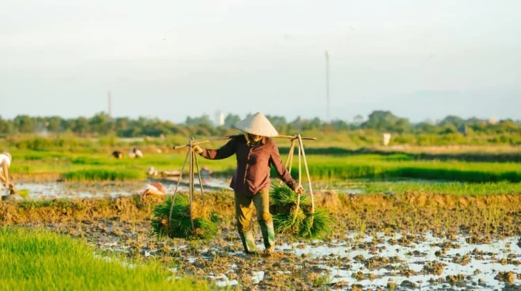 Peran Petani dalam Menjaga Ketahanan Pangan