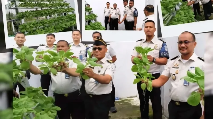 Panen Raya Pokcoy Hidroponik, Bukti Nyata Kemandirian di Lapas Gunungsitoli