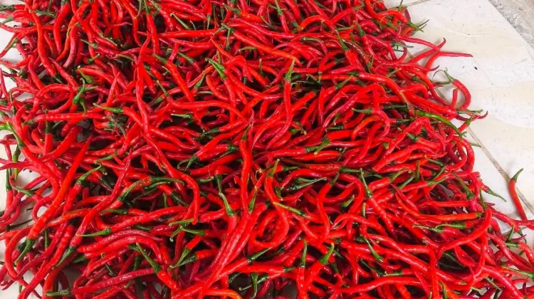 April 2026 Cabai Merah di Kota Gunungsitoli Mengalami Deflasi 62,21 persen