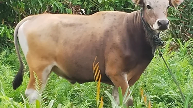 Data Asal Hewan Qurban Sangat Krusial Mempermudah Pemeriksaan Kesehatan