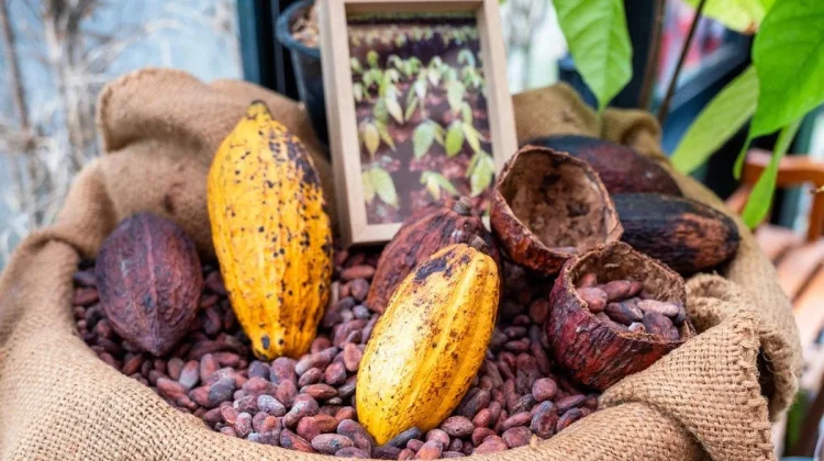 Dibalik Manisnya Cokelat, Tersimpan Manfaat bagi Tubuh dan Pikiran