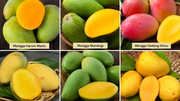 Warisan Tropis yang Kaya Cita Rasa : Dari Manalagi hingga Kuini