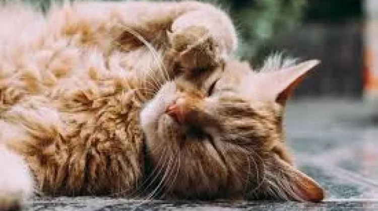 Mengapa Manusia Suka Kucing? Ini Penjelasan Ilmiahnya