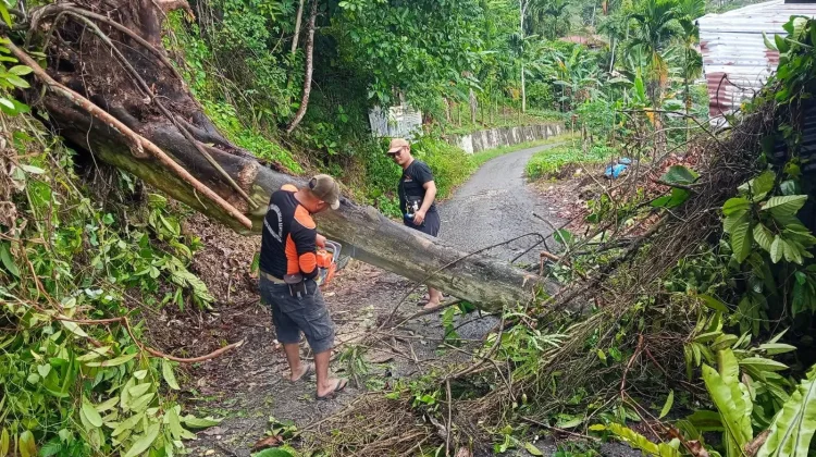 Cuaca Buruk, Pohon Tumbang dan Longsor, TRC BPBD Lakukan Penanganan