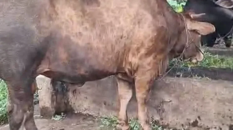 Kabupaten/Kota di Kepulauan Nias Kebagian Sapi Qurban Bantuan Presiden