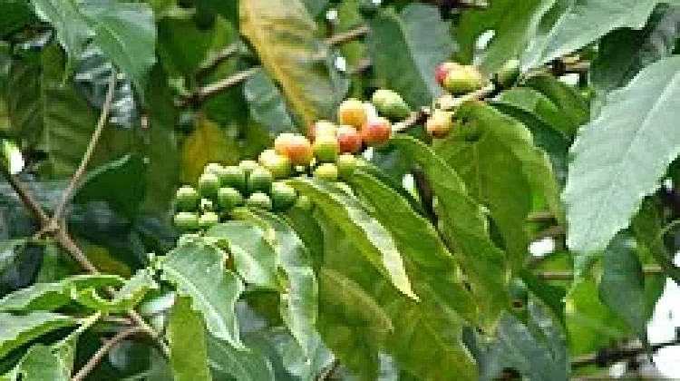 Nikmat dan Kaya Cita Rasa dari Kopi Arabika
