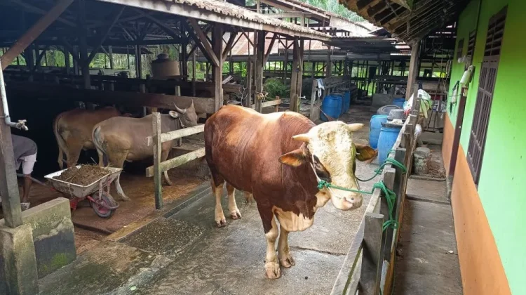 DPD BKPRMI Kota Gunungsitoli Akan Menyembelih 1 Hewan Qurban
