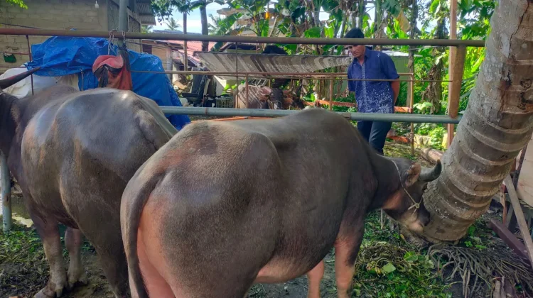 Shabibul Qurban BKM Al-Falah Tohia Siapkan 9 Hewan Qurban