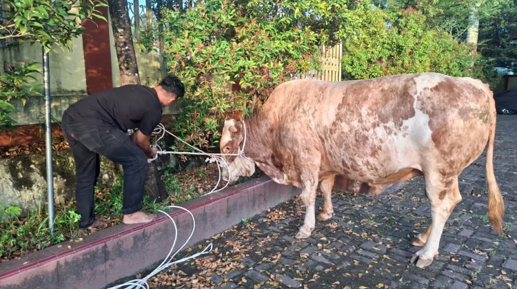 Sapi Qurban Jenis Simental Bantuan Presiden RI, Tiba di Gunungsitoli