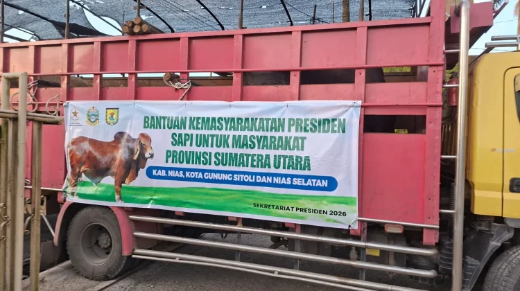 Sapi Qurban Jenis Simental Bantuan Presiden RI, Tiba di Gunungsitoli