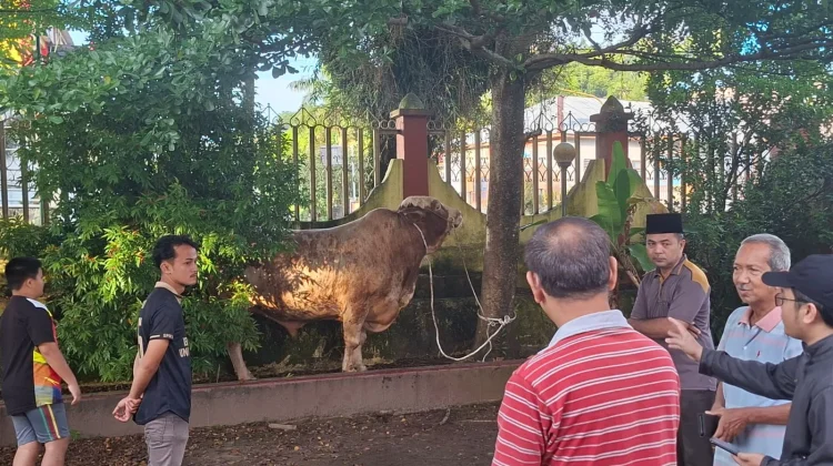 Sapi Qurban Jenis Simental Bantuan Presiden RI, Tiba di Gunungsitoli