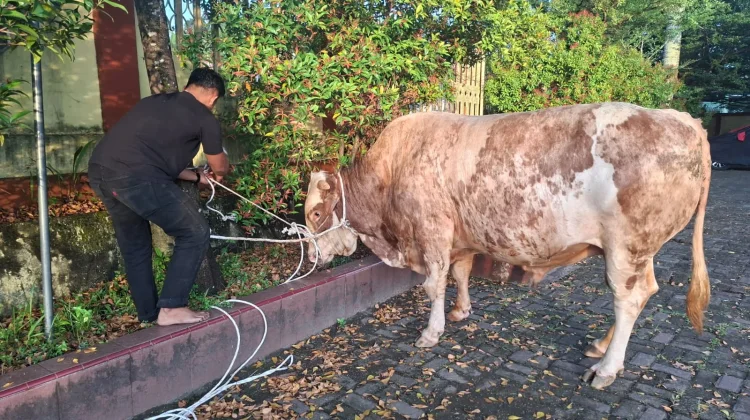 Sapi Qurban Jenis Simental Bantuan Presiden RI, Tiba di Gunungsitoli
