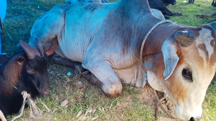 Panitia Kurban Soroti Waktu Distribusi Hewan Kurban