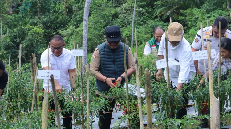 Panen Cabai Perdana, Bukti Desa Maju dan Mandiri