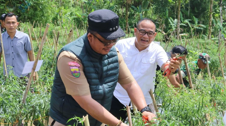 Panen Cabai Perdana, Bukti Desa Maju dan Mandiri