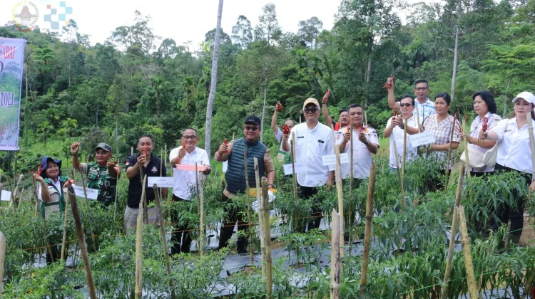 Panen Cabai Perdana, Bukti Desa Maju dan Mandiri