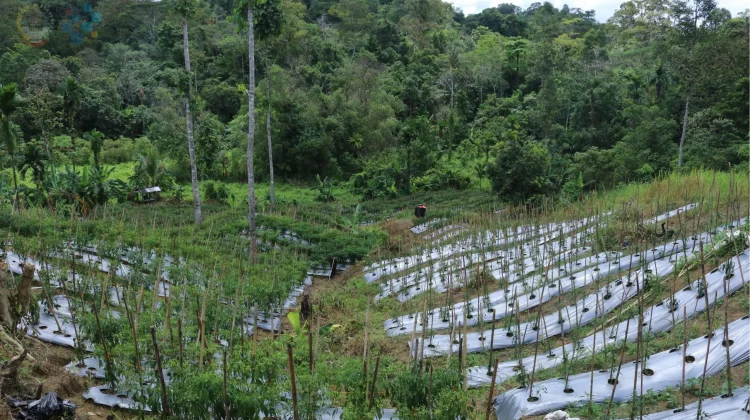 Panen Cabai Perdana, Bukti Desa Maju dan Mandiri