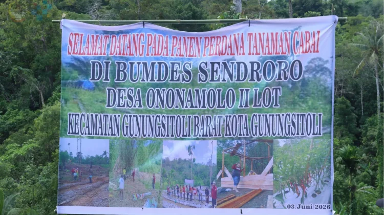 Panen Cabai Perdana, Bukti Desa Maju dan Mandiri