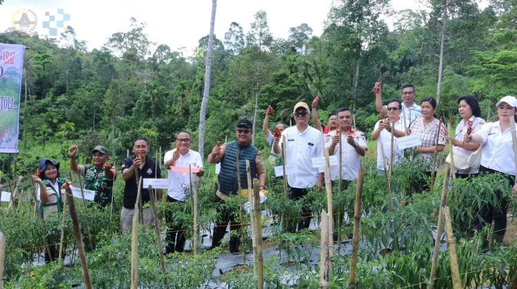 Wali Kota Apresiasi Panen Cabai BUMDes Sendroro, Wujud Kedaulatan Pangan