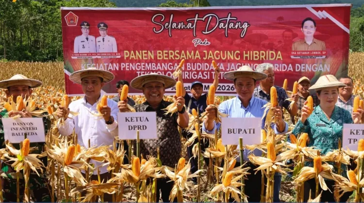 Bupati Eliyunus Panen Bersama Jagung Hibrida di Lahan Pertanian Simaeasi
