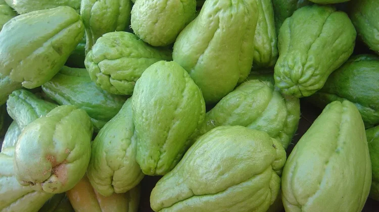 Khasiat Buah Labu Siam Rebus untuk Kesehatan