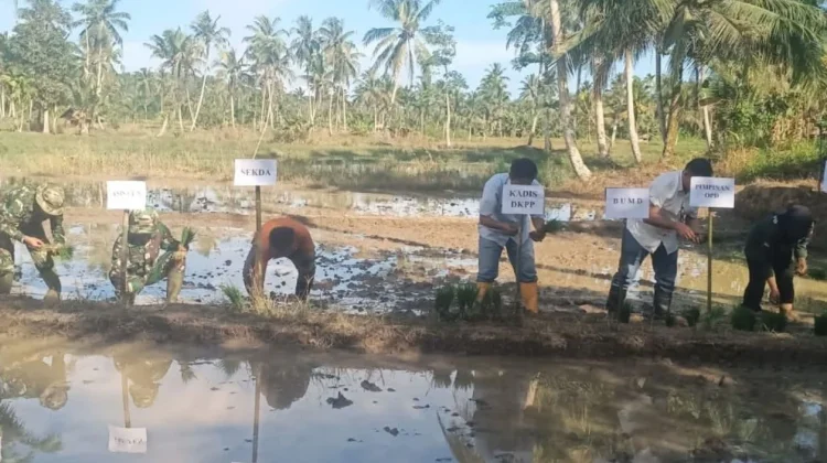 Penanaman Perdana Padi Sawah di Desa Sitolubanua