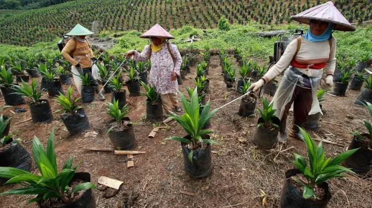 Cara Budidaya Kelapa Sawit yang Benar
