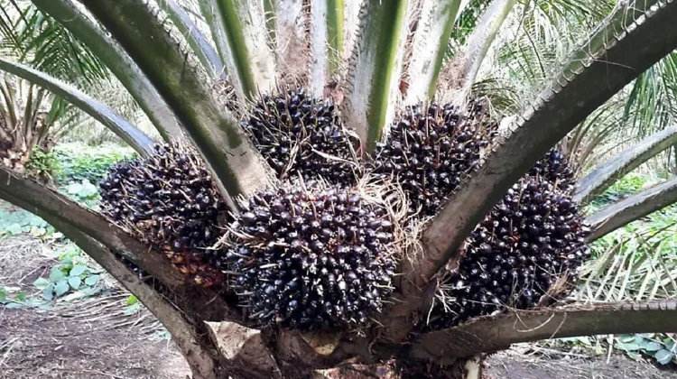 Berikut Tahapan Pembibitan Kelapa Sawit