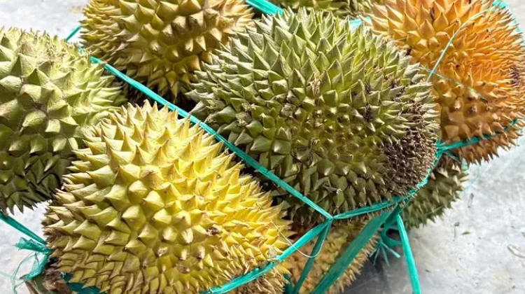 Musim Durian di Gunungsitoli, Dinikmati Langsung hingga Diolah Menjadi Dodol