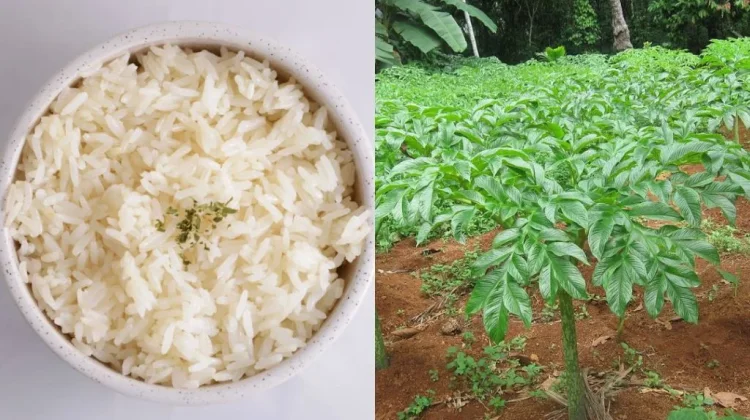 Manfaat Nasi Porang Sebagai Alternatif Pengganti Nasi