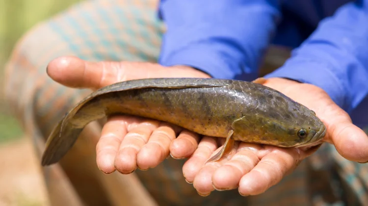 Ikan Gabus Mempercepat Proses Penyembuhan Luka