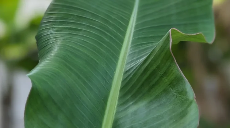 Amankah Daun Pisang Digunakan Sebagai Pembungkus Makanan?