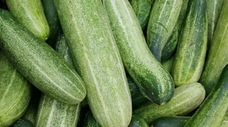 Manfaat Buah Mentimun bagi Kesehatan