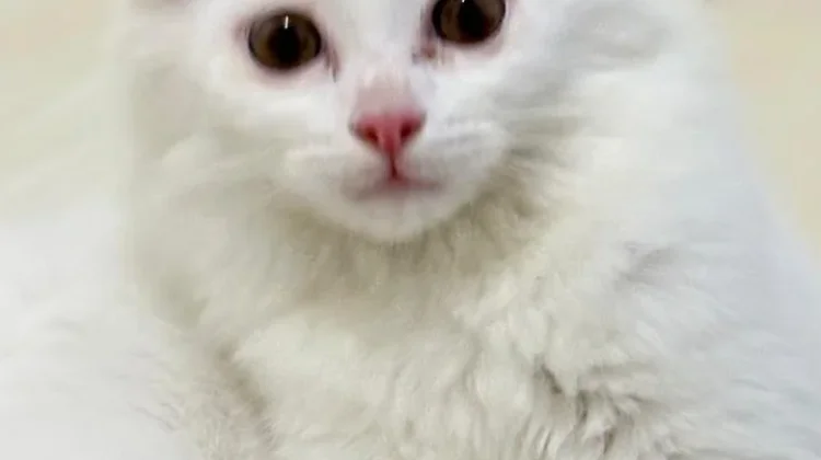 Cara Memandikan Kucing Umur 3 Bulan dengan Aman