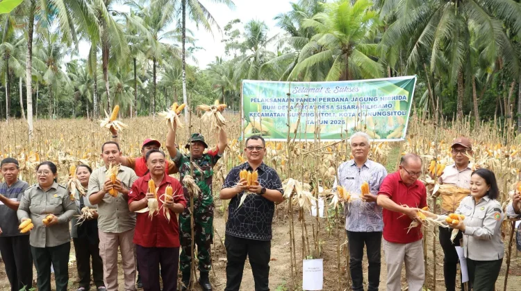 BUMDesa "SIGA" Gelar Panen Perdana Jagung Hibrida