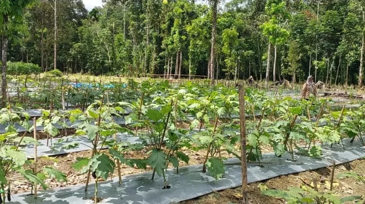 Kisah Petani Mengelola Lahan 5 Hektar: Merawat Durian, Memanen Sayuran