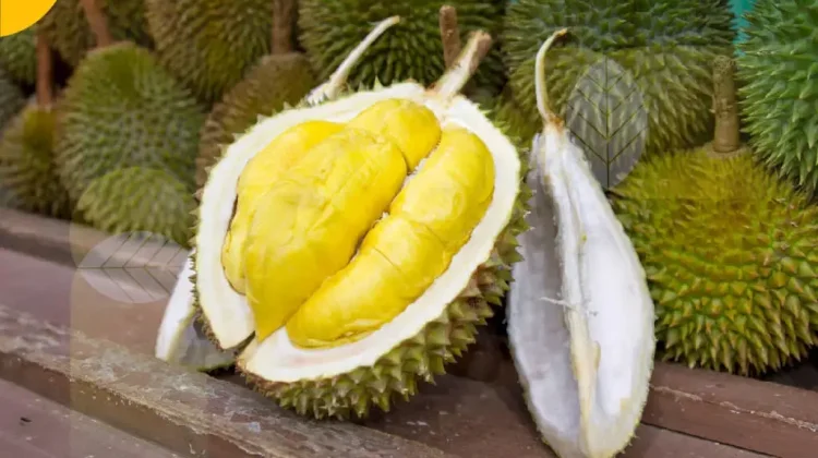Berikut Tips Mendapatkan Durian Besar dan Manis